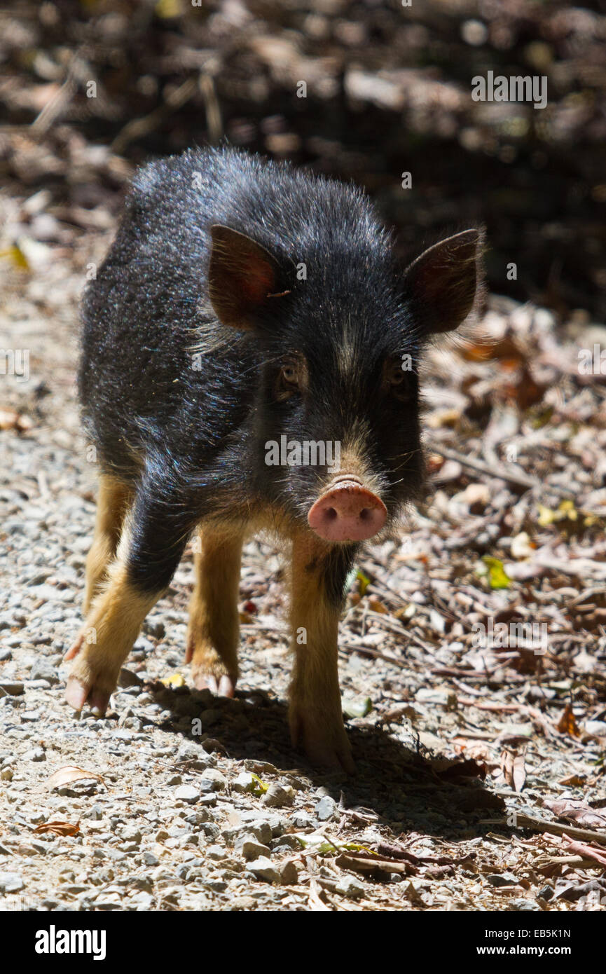 young feral pig (Sus scrofa) Stock Photo