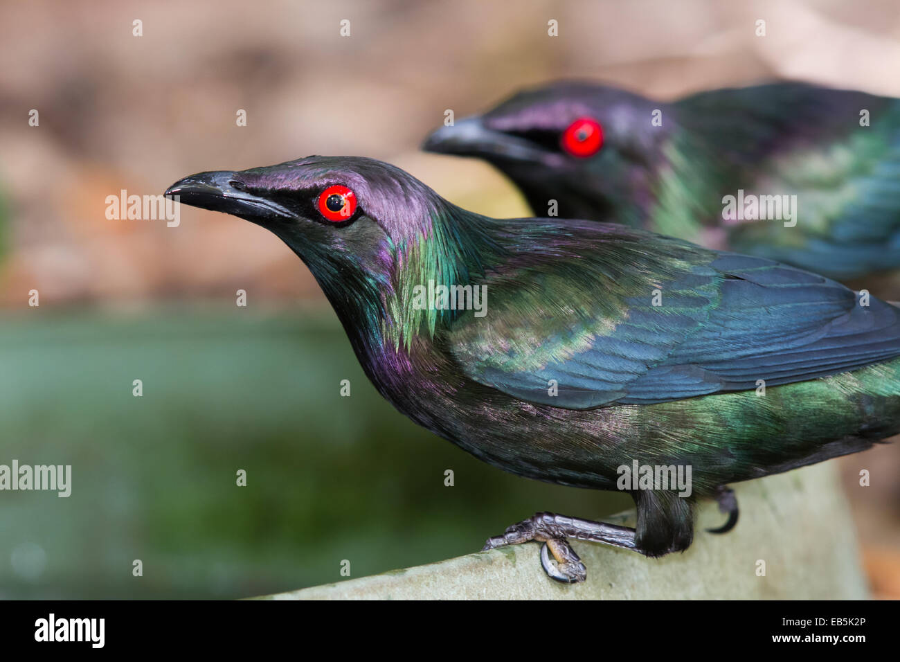 Metallic Starling (Aplonis metallica) Stock Photo