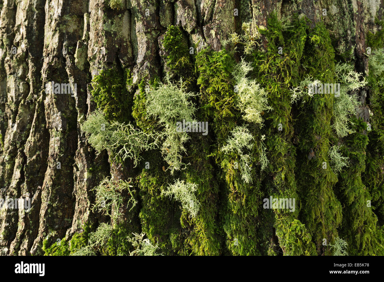 glancing light showing texture and form of moss and lichen on mature tree trunk of an old oak tree Stock Photo