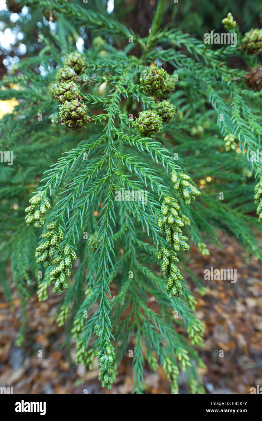 Hanging evergreen pendulous finger like leaves of Japanese Ceder tree with male and female fruiting bodies Stock Photo