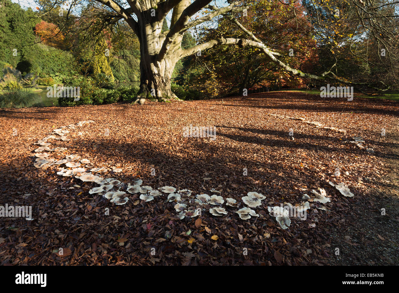 large magic folklore fairy ring beneath a mature old massive copper beech tree in the fall autumn with harsh sunny light Stock Photo