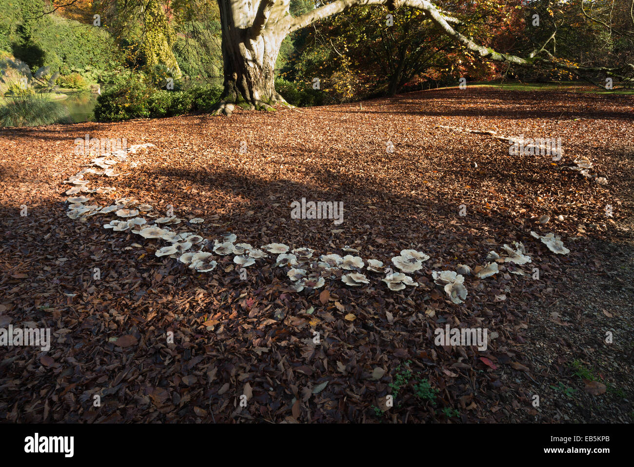 large magic folklore fairy ring beneath a mature old massive copper beech tree in the fall autumn with harsh sunny light Stock Photo
