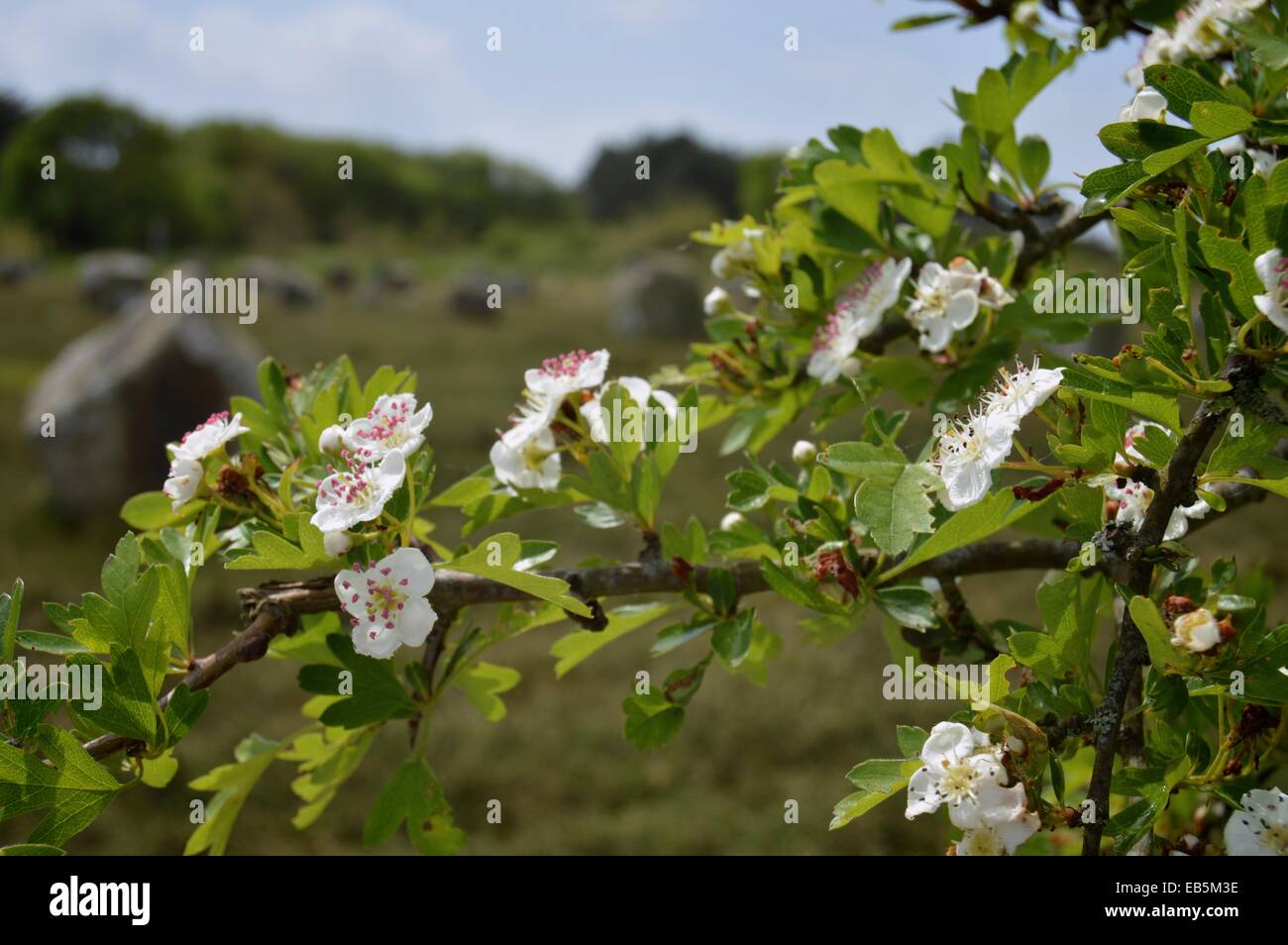 White Hawthorn blossom with Carnac standing Stones in the background Stock Photo