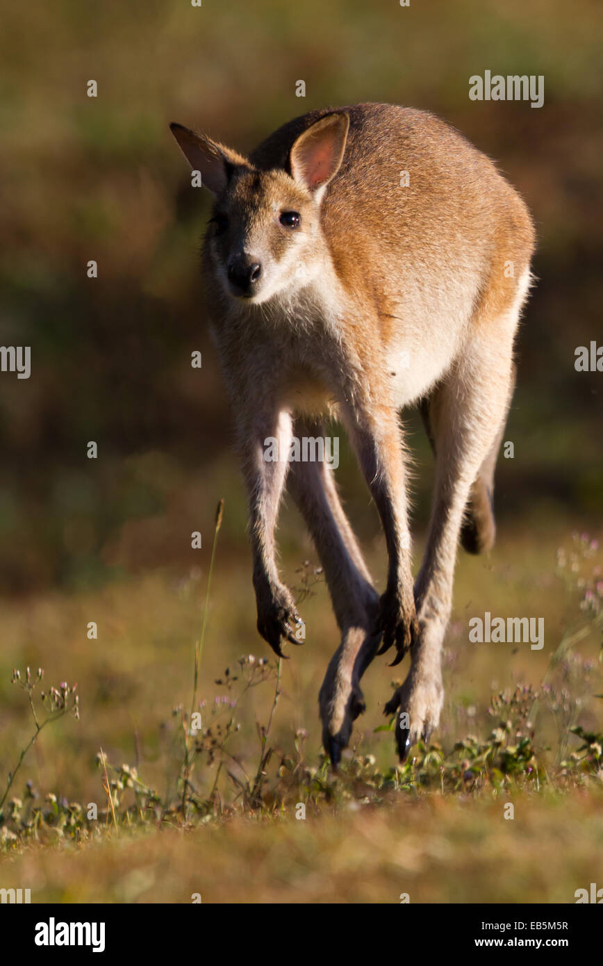 Agile Wallaby (Macropus agilis) caught in mid-hop Stock Photo