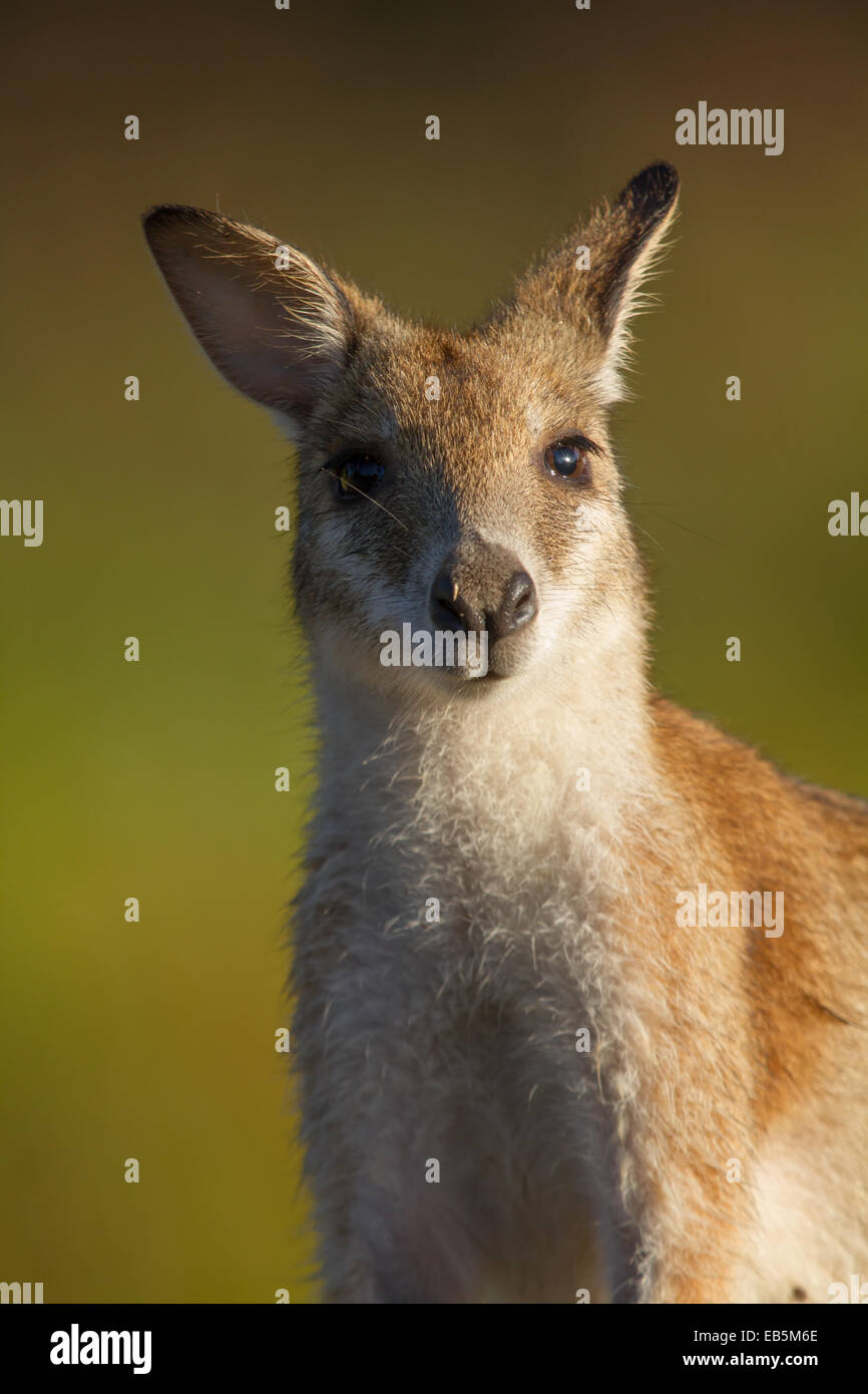 headshot of an Agile Wallaby (Macropus agilis) Stock Photo
