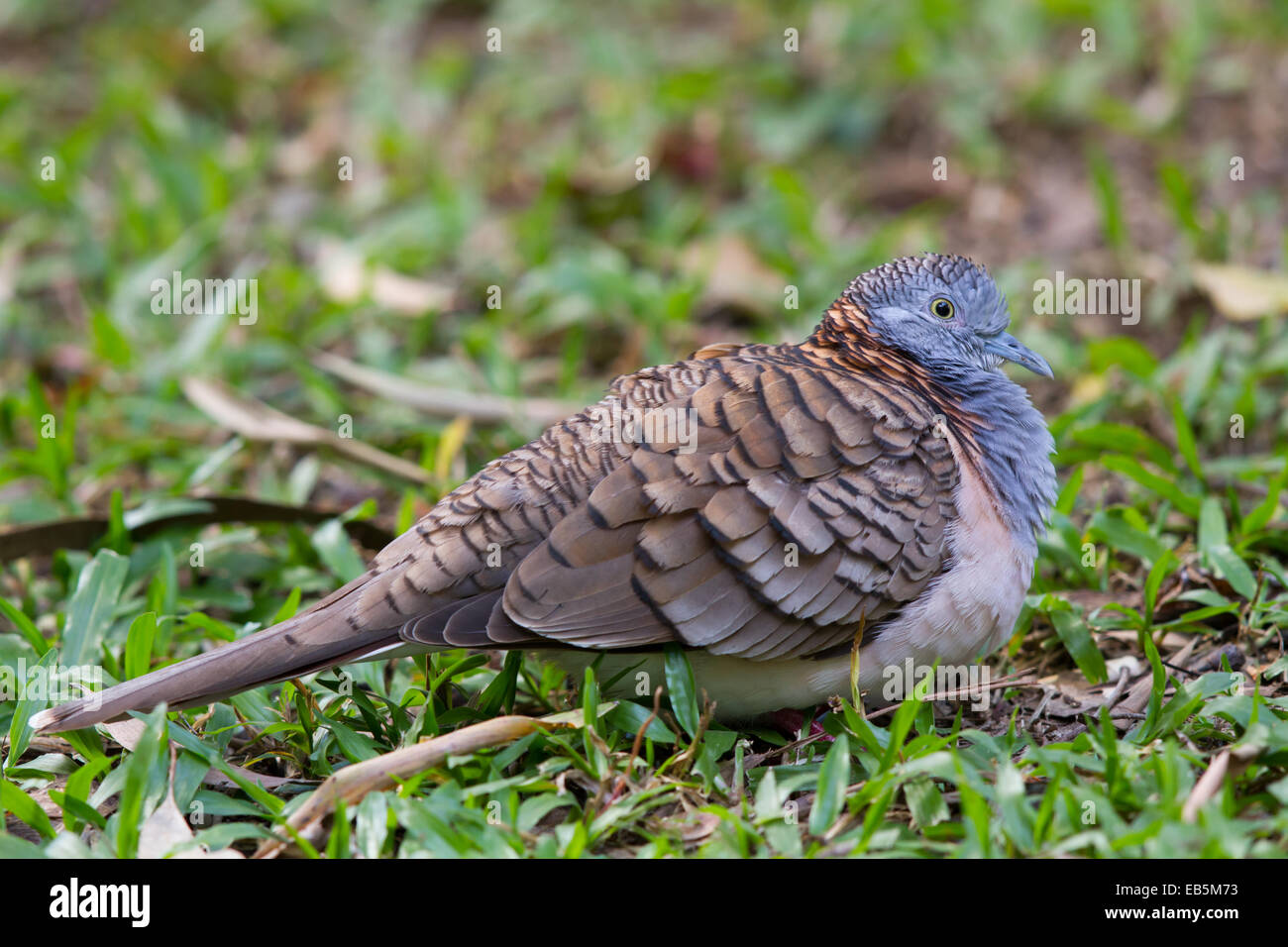 Bar-shoulded Dove (Geopelia humeralis) Stock Photo