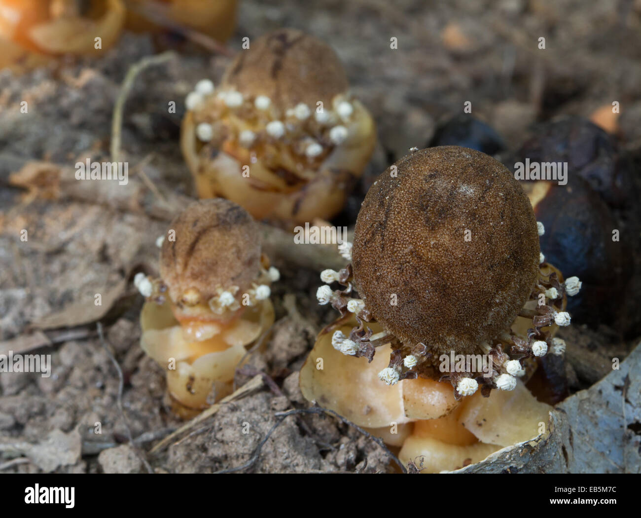 Balanophora (Balanophora fungosa) - a parasitic flower Stock Photo