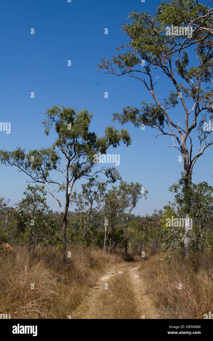 Mareeba queensland australia australian australasia grassland savanna hires stock photography