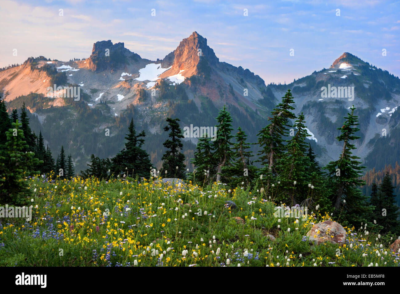 Paradise Meadows, Mt Rainier, National Park, Wa Stock Photo