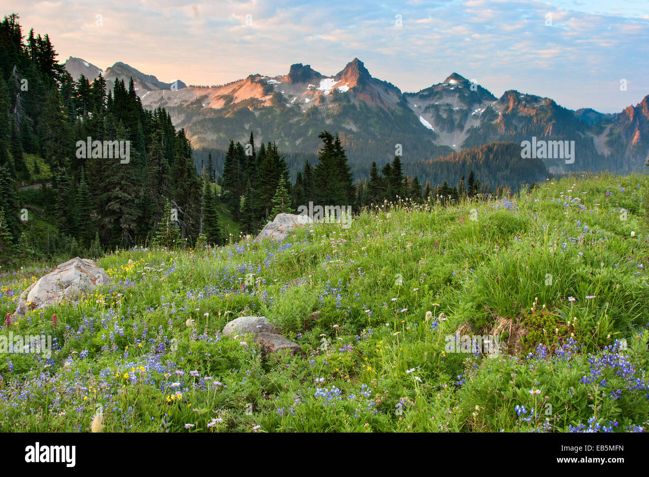 Paradise Meadows, Mt Rainier, National Park, Wa Stock Photo - Alamy