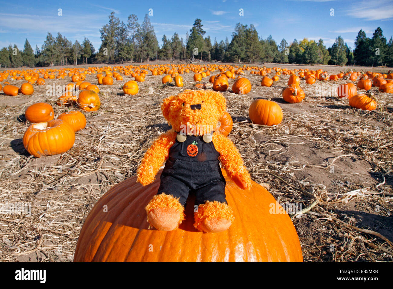 A teddy bear dressed in a halloween costume on a pumpkin in a pumpkin patch Stock Photo
