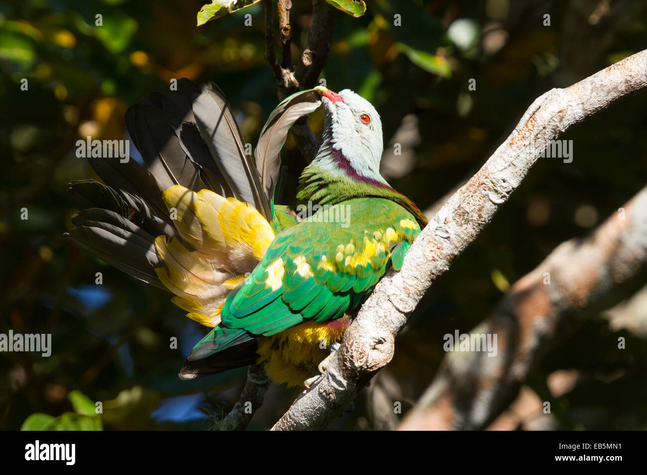 Wompoo Fruit-dove (Ptilinopus magnificus) Stock Photo