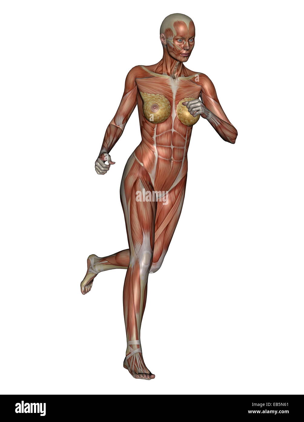 Anatomy of Female Muscular System, Exercise and Stock Vector - Illustration  of standing, lady: 57581884
