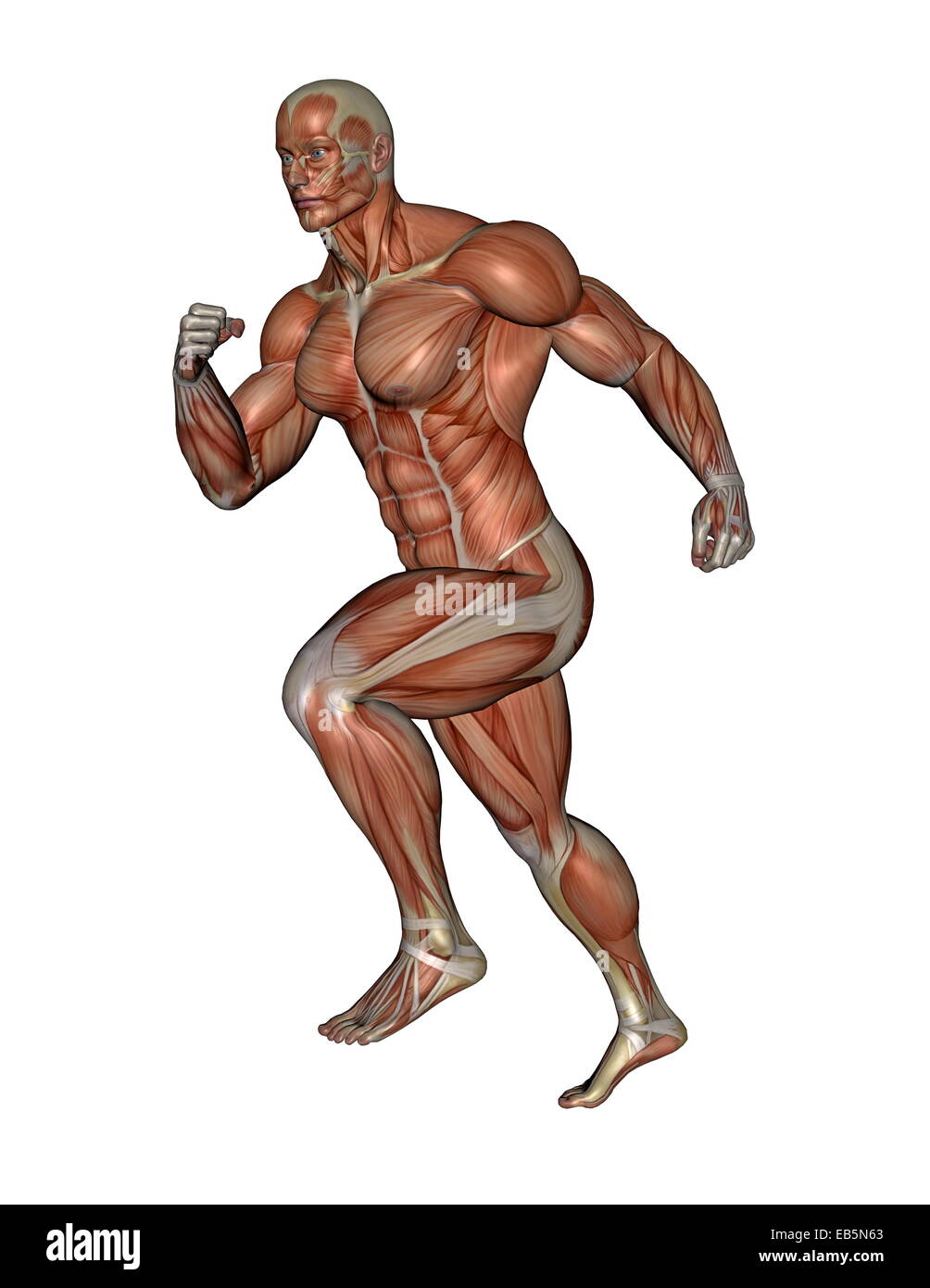 Muscle Man Running Muscular man running isolated in white background Stock Photo - Alamy
