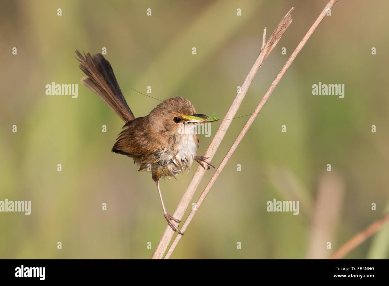 female / immature male Red-backed Fairywren (Malurus melanocephalus) transporting insect prey back to the nest Stock Photo