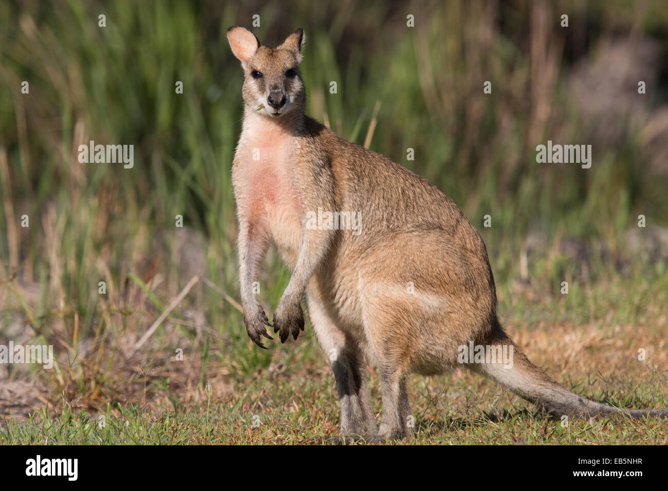 Agile Wallaby (Macropus agilis) Stock Photo