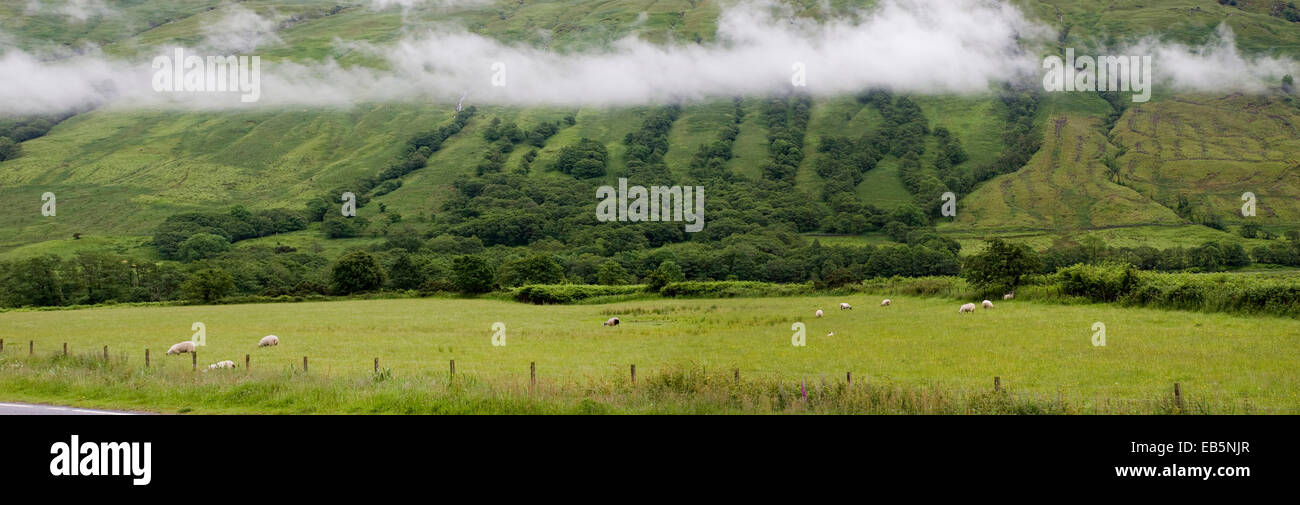A scottish landscape with low cloud and sheep in the scene Stock Photo