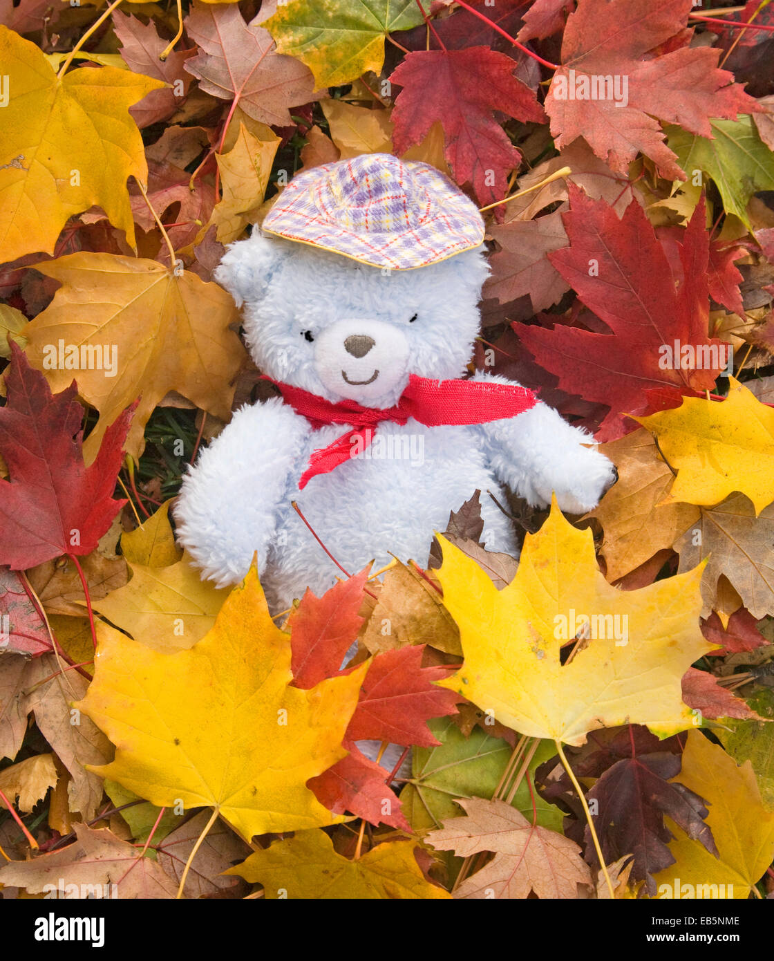 A teddy bear playing in autumn leaves Stock Photo