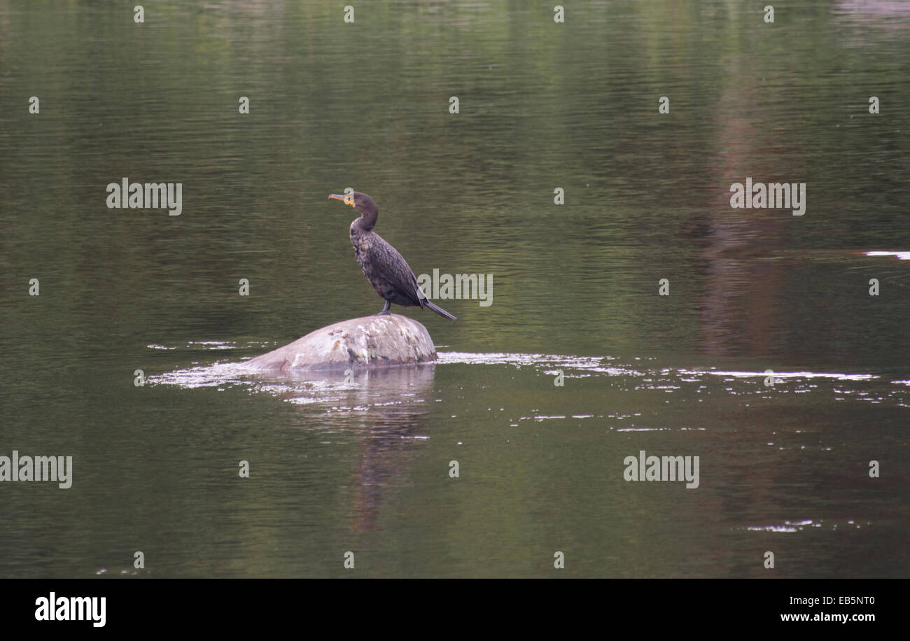Cormorant standing on rock in a river at Parc nature de l'ile-de-la-visitation Stock Photo