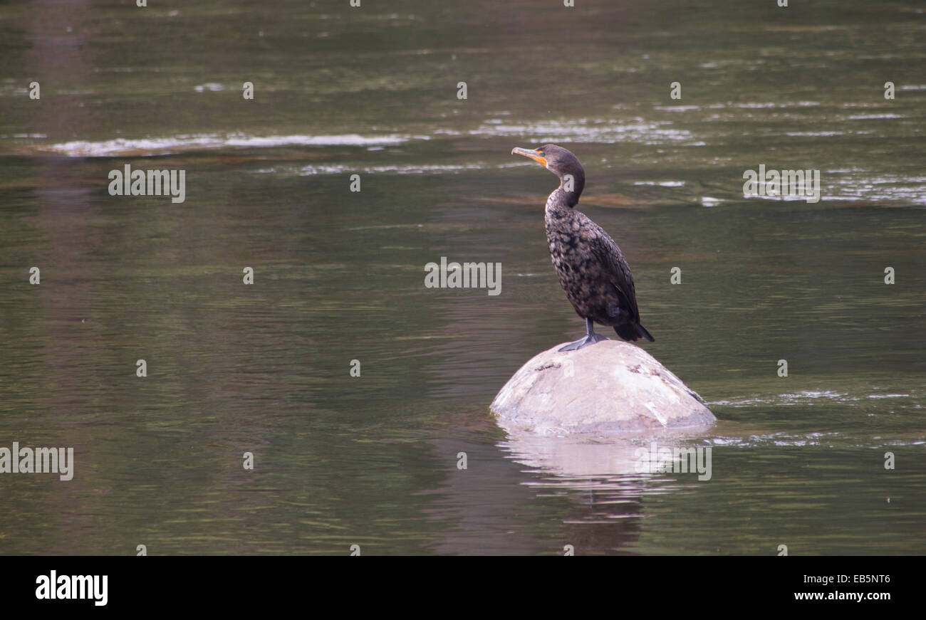 Cormorant standing on rock in a river at Parc nature de l'ile-de-la-visitation Stock Photo