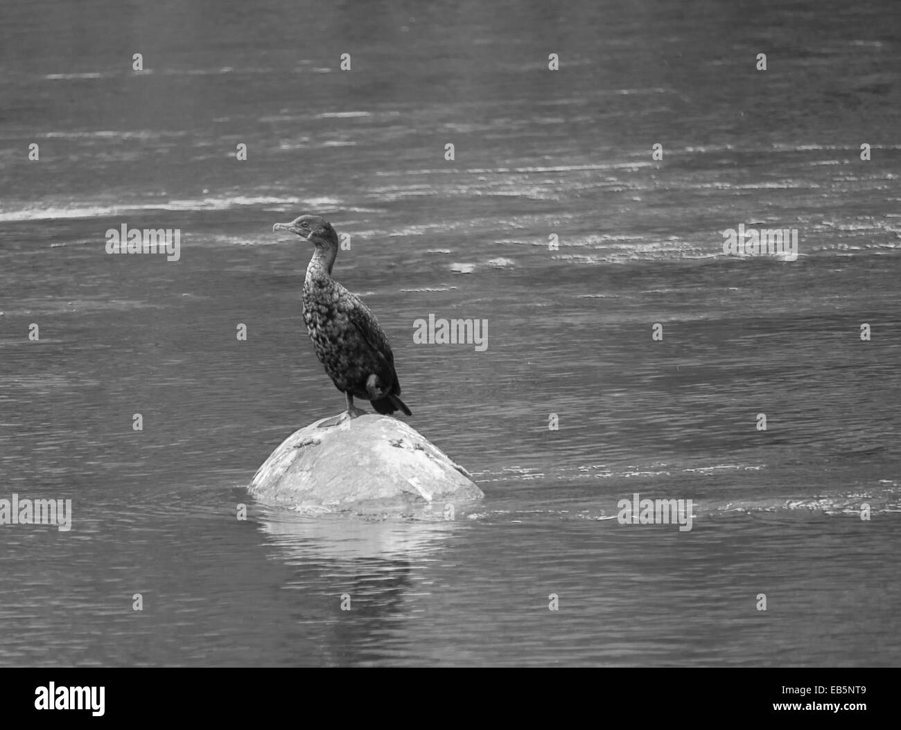 Cormorant standing on rock in a river at Parc nature de l'ile-de-la-visitation Stock Photo