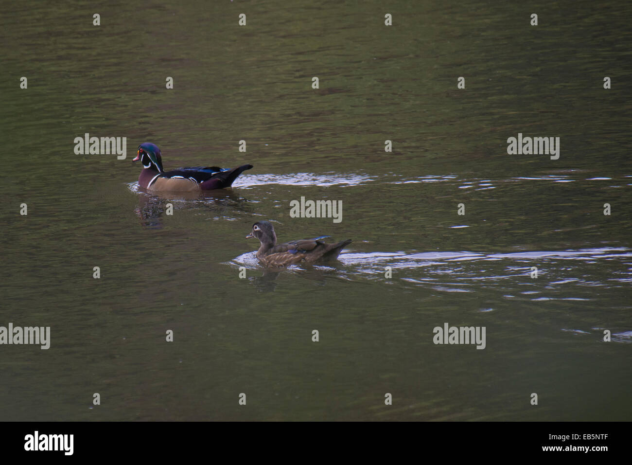 wood duck swimming at Parc nature de l'ile-de-la-visitation Stock Photo