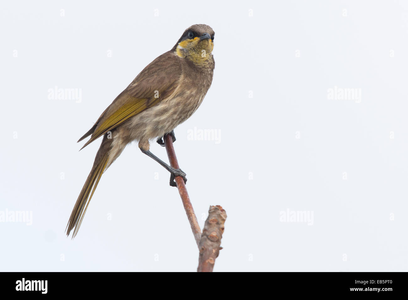 Mangrove Honeyeater (Lichenostomus fasciogularis Stock Photo - Alamy