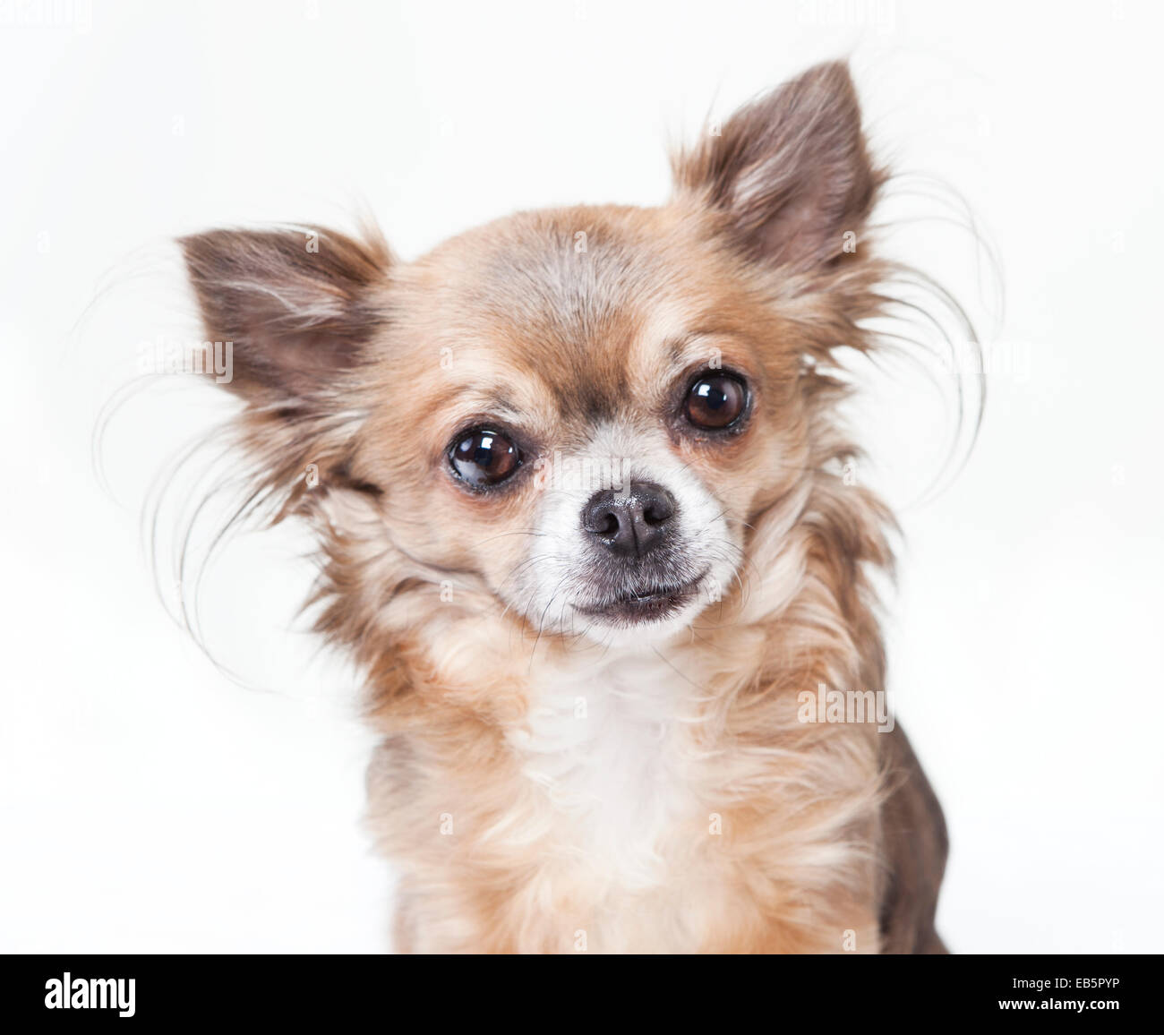 The Head Of A Chihuahua Dog With Long Hair Looking At The Camera
