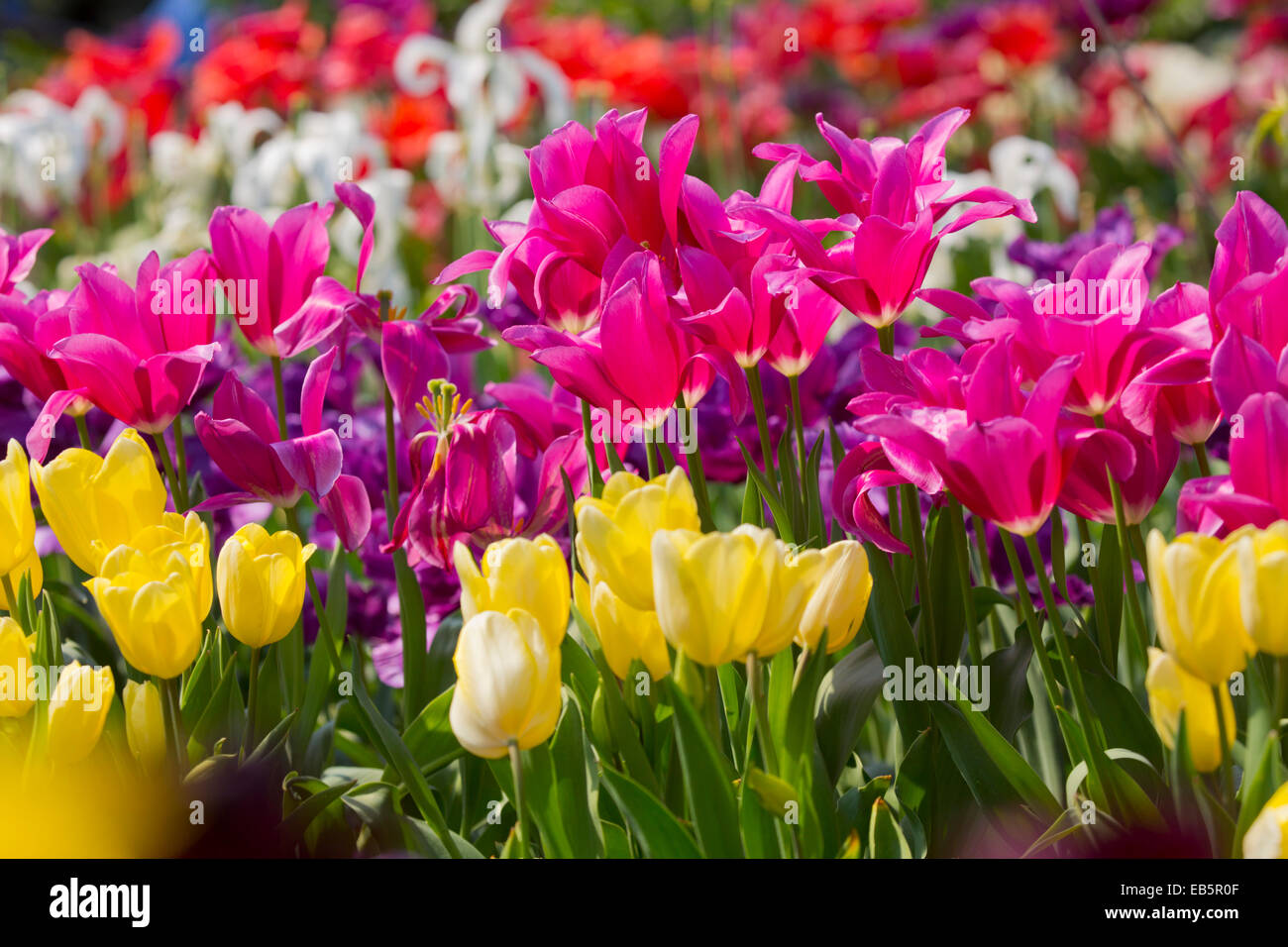Spring flowers uk hires stock photography and images Alamy