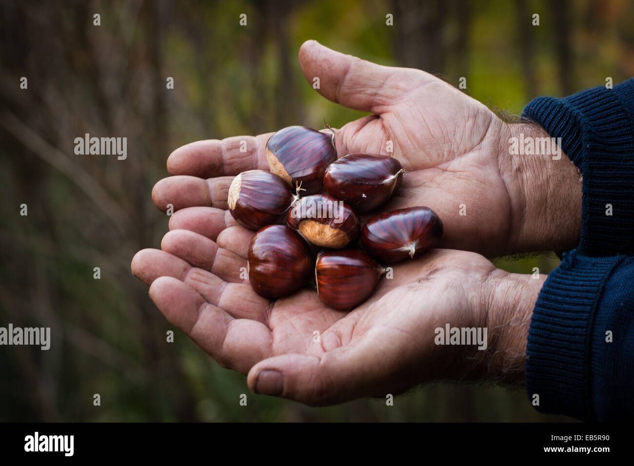Farmer holding chestnuts. Agoriani village, Laconia, Peloponnese, Greece Stock Photo