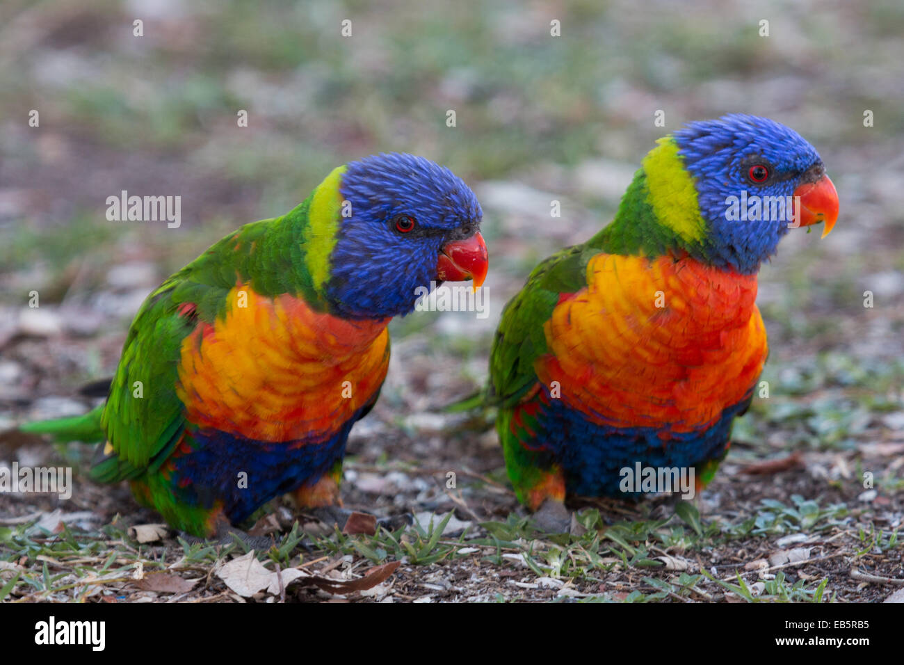 pair of Rainbow Lorikeets (Trichoglossus moluccanus) sitting on the ground Stock Photo
