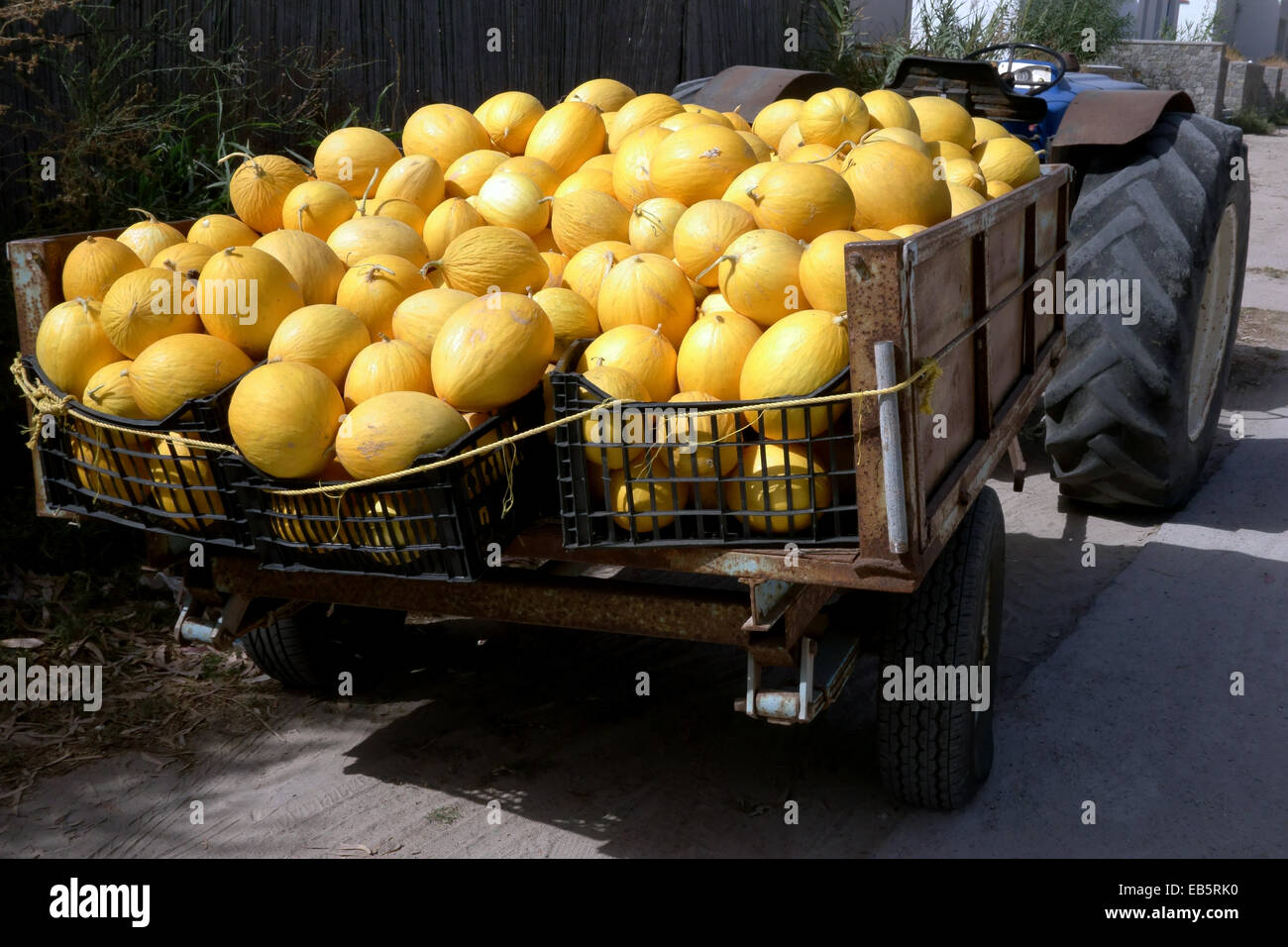 a tractor and trailer full of ripe yellow melons Stock Photo