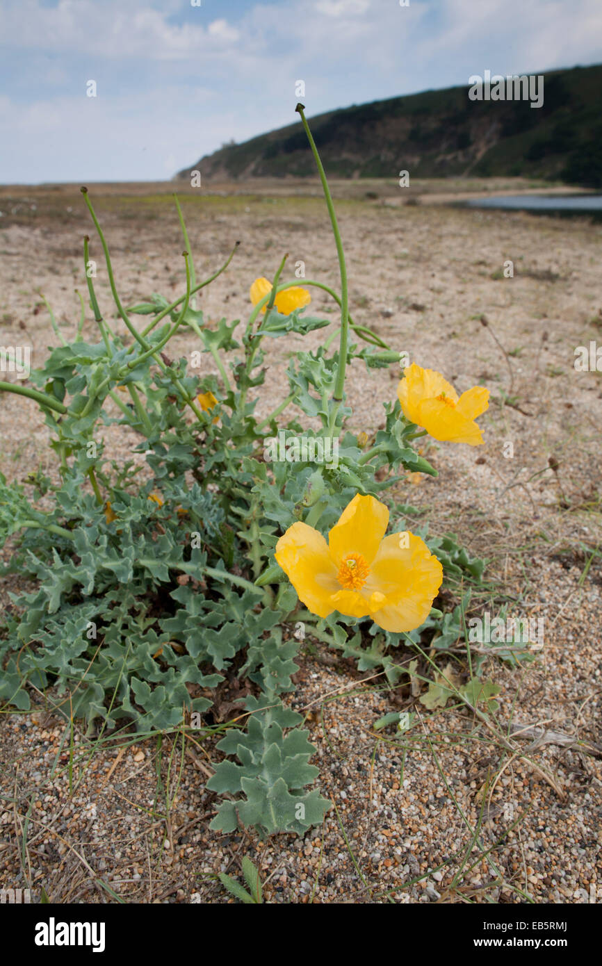 Yellow Horned Poppy; Glaucium flavum; Loe Bar; Cornwall; UK Stock Photo