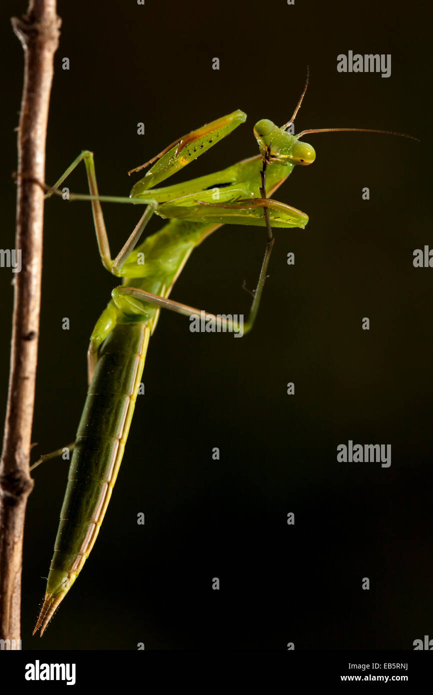 a praying mantis cleaning one of her legs Stock Photo Alamy