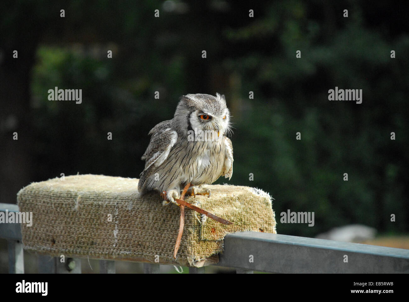 Owl at the Zoo Stock Photo Alamy