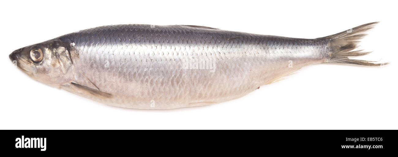herring fish isolated on white background Stock Photo Alamy