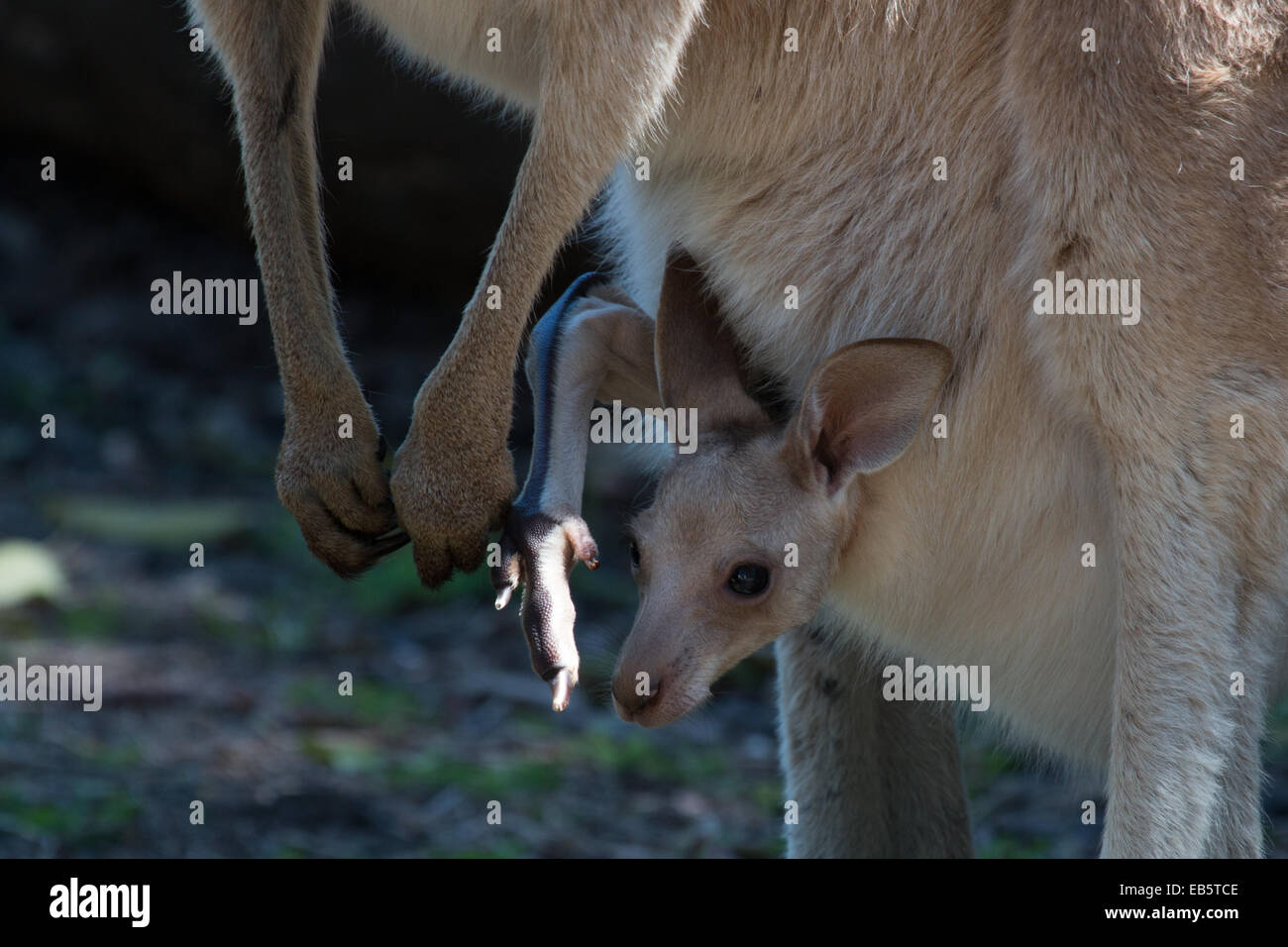 young Eastern Grey Kangaroo (Macropus giganteus) looking out of its mother's pouch Stock Photo