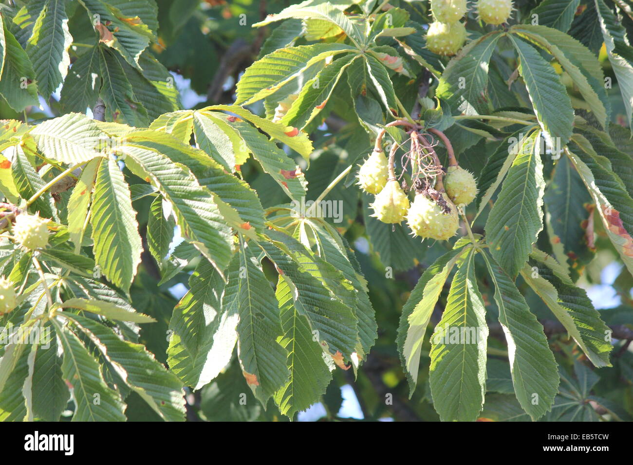 Chestnut’s still in their prickly casings, on a tree. The American chestnut tree is a prolific bearer of nuts, usually with thre Stock Photo