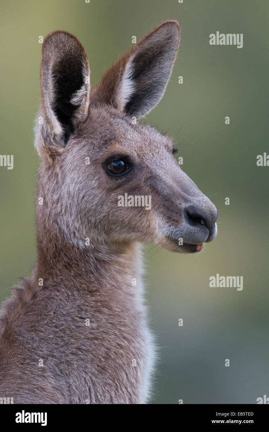 Eastern Grey Kangaroo (Macropus giganteus) Stock Photo