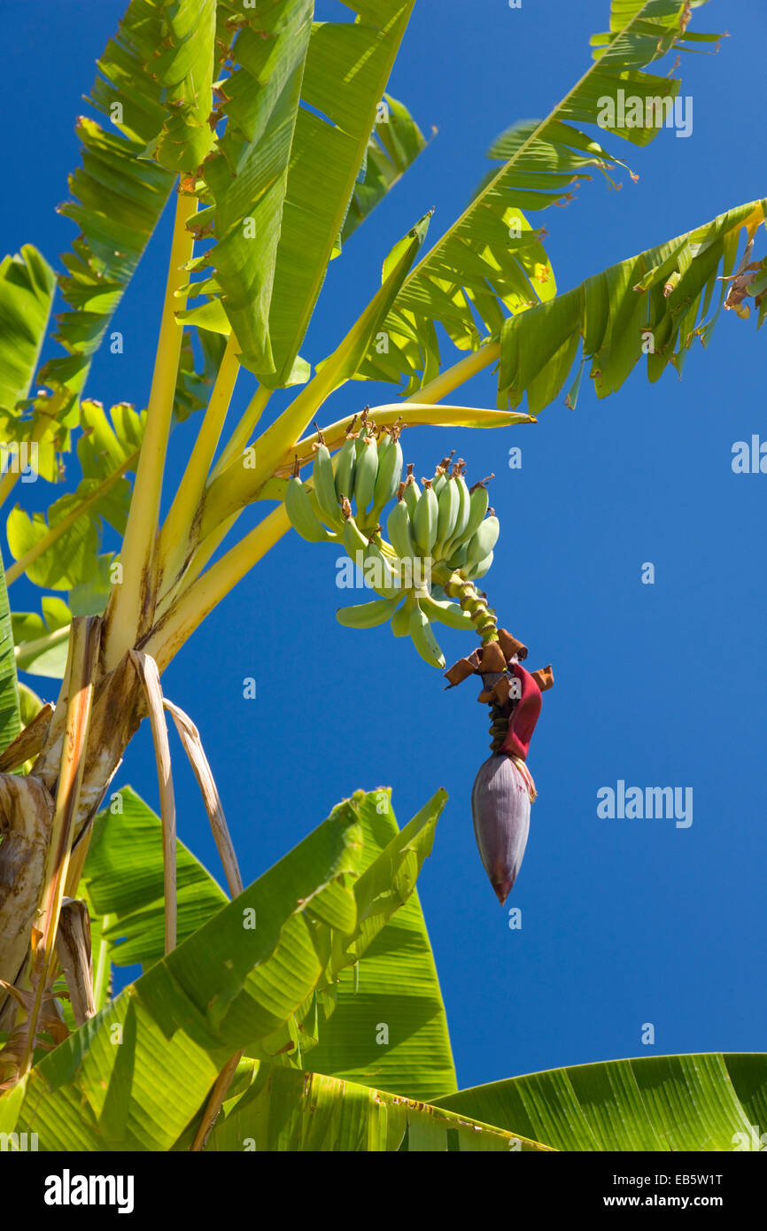 Kato Katelios, Kefalonia, Ionian Islands, Greece. Banana plant (Musa acuminata) growing behind Mounda Beach. Stock Photo