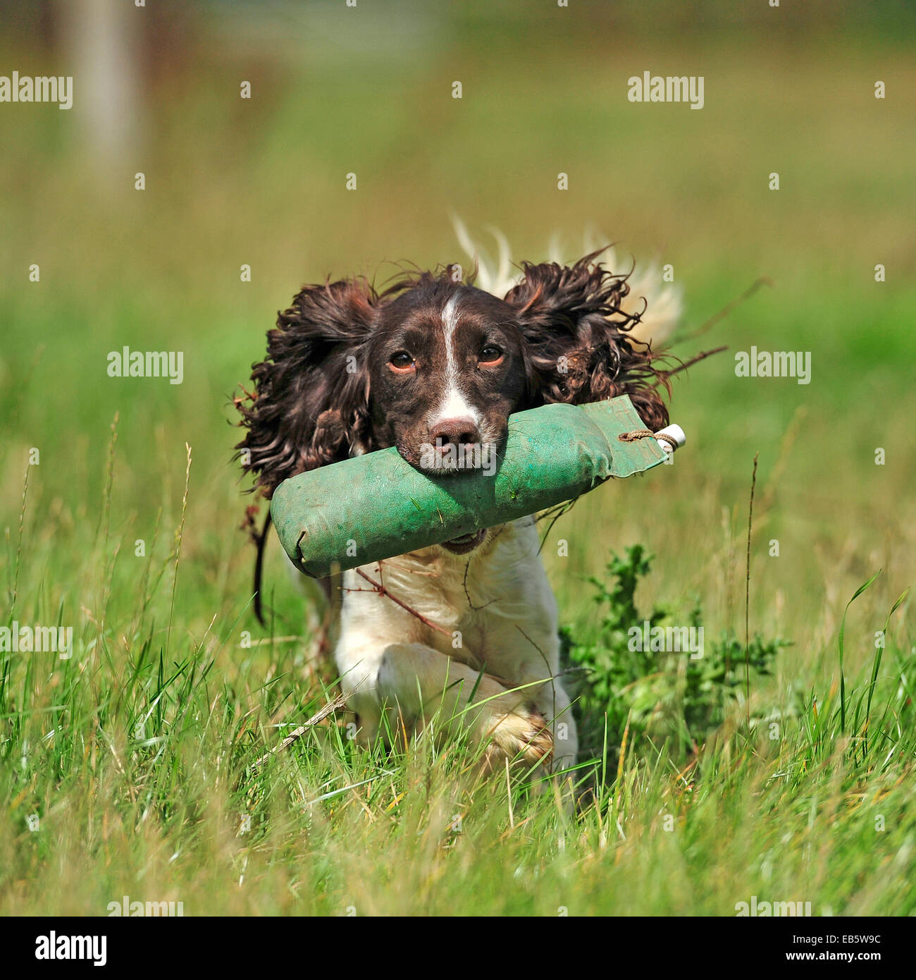 english springer spaniel being trained with a dummy Stock Photo