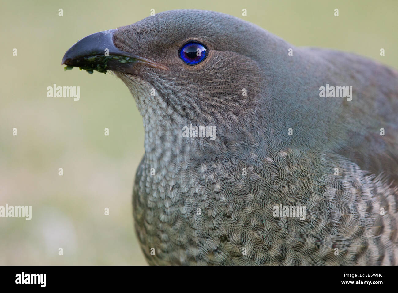 headshot of a female Satin Bowerbird (Ptilonorhynchus violaceus) Stock Photo