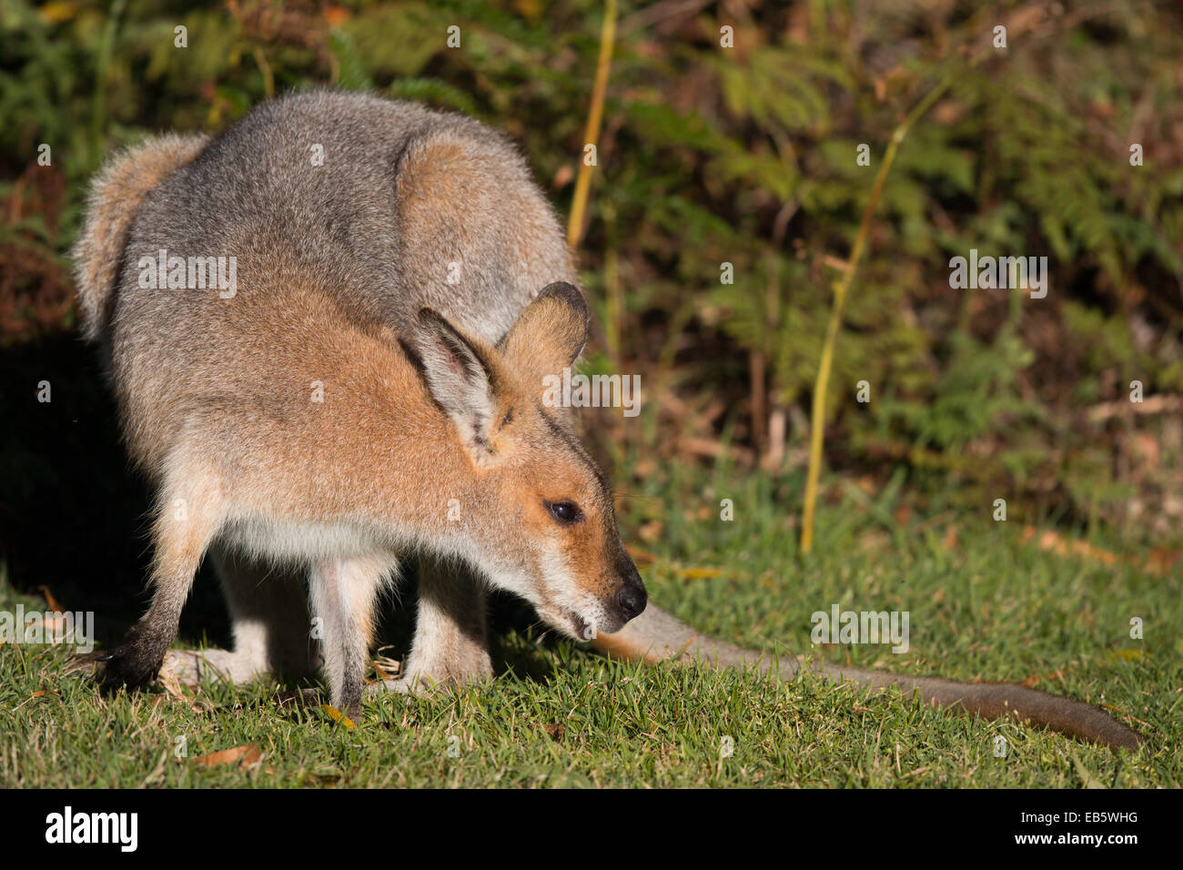 Red-necked Wallaby (Macropus rufogriseus) grazing on a lawn at the edge of the forest Stock Photo