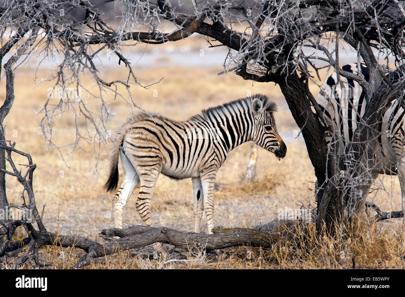 Burchell's zebra (Equus quagga burchellii) - Etosha National Park - Namibia, Africa Stock Photo