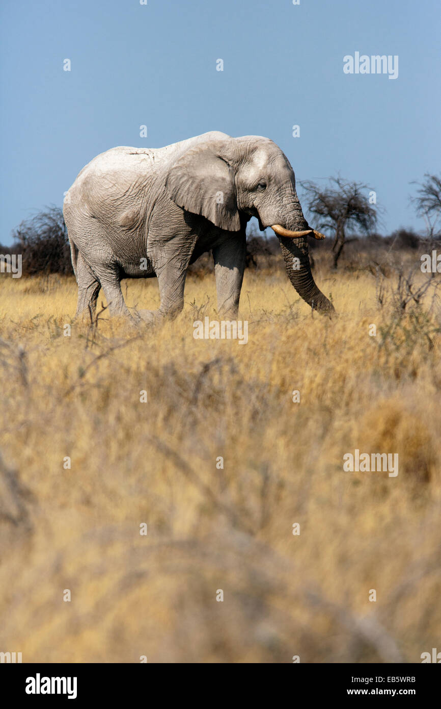 African Elephant (Loxodonta africana) - Etosha National Park - Namibia, Africa Stock Photo