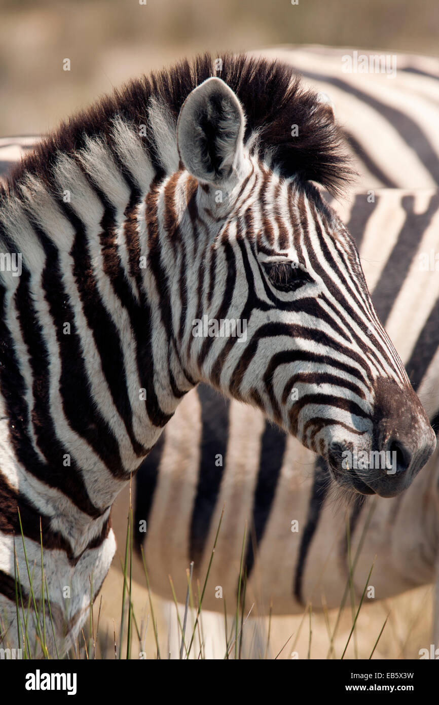 Burchell's zebra (Equus quagga burchellii) - Etosha National Park - Namibia, Africa Stock Photo