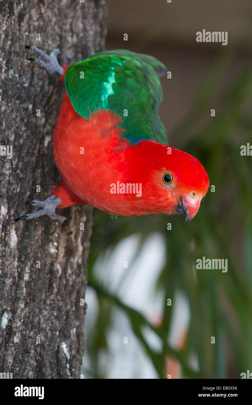 male Australian King Parrot (Alisterus scapularis Stock Photo Alamy