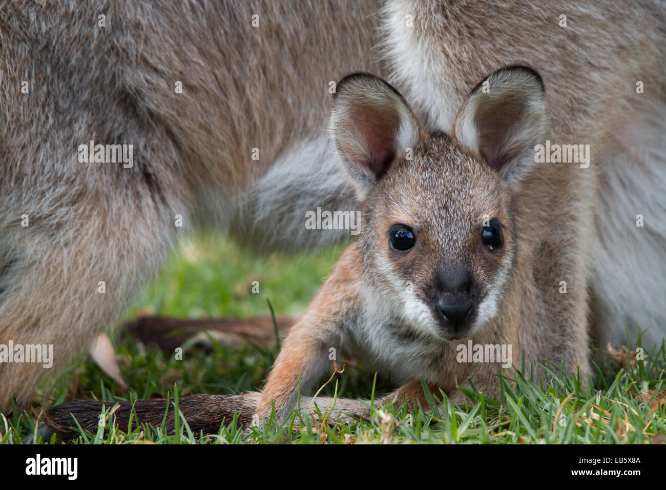 young Red-necked Wallaby (Macropus rufogriseus) joey peering out from its pouch protected by its mother Stock Photo