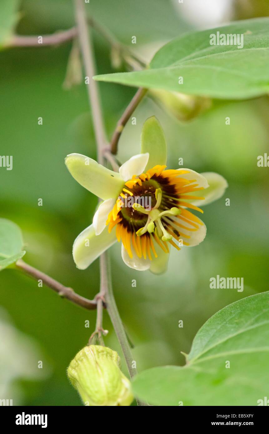 Passion flower (Passiflora holosericea) Stock Photo