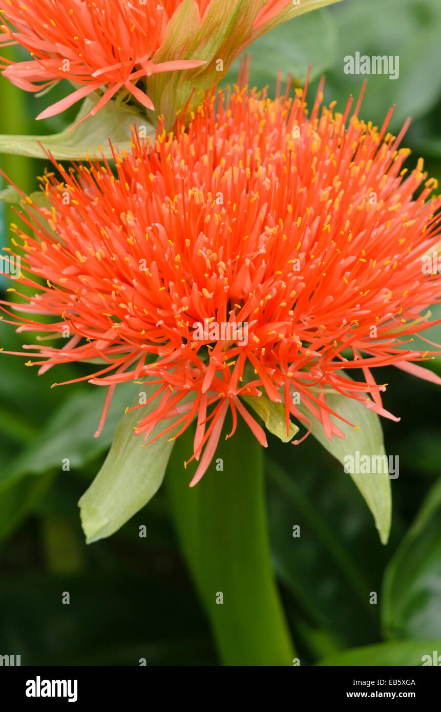 Blood flower (Scadoxus multiflorus syn. Haemanthus multiflorus) Stock Photo